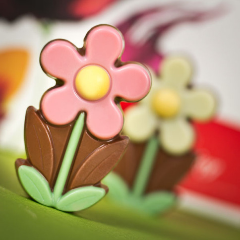 Little Daisy - fleurs en chocolat